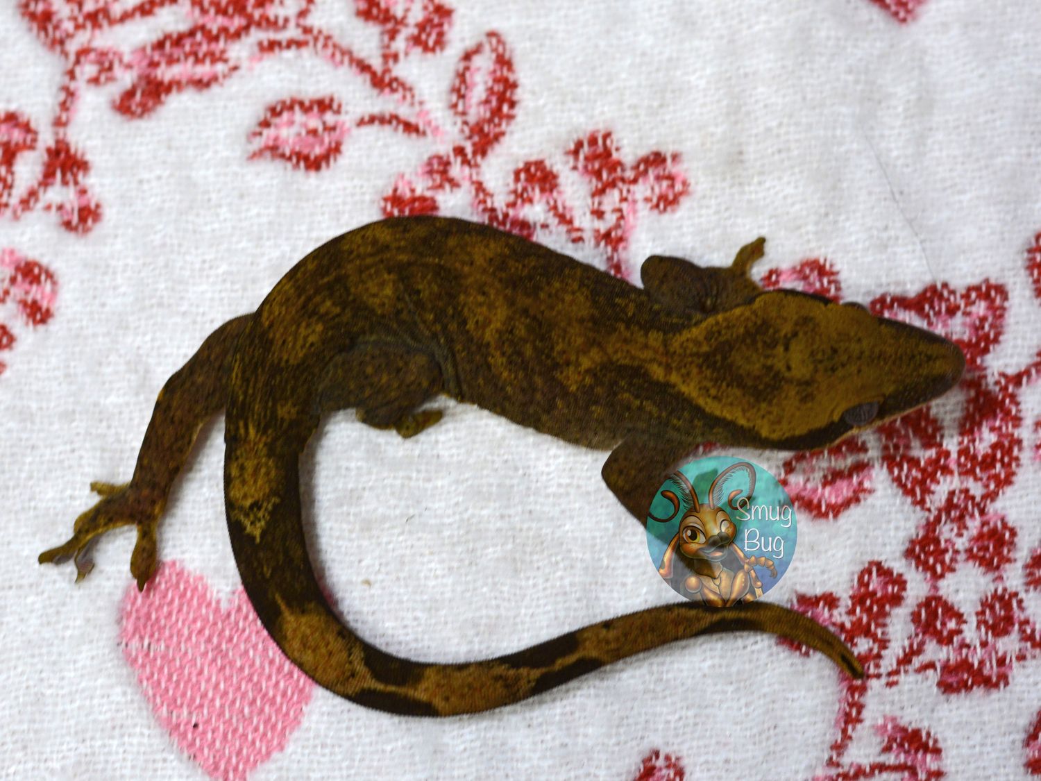 "Galah Cockatoo" Pure Sarasinorum Blonde Line Juvenile Female Gecko