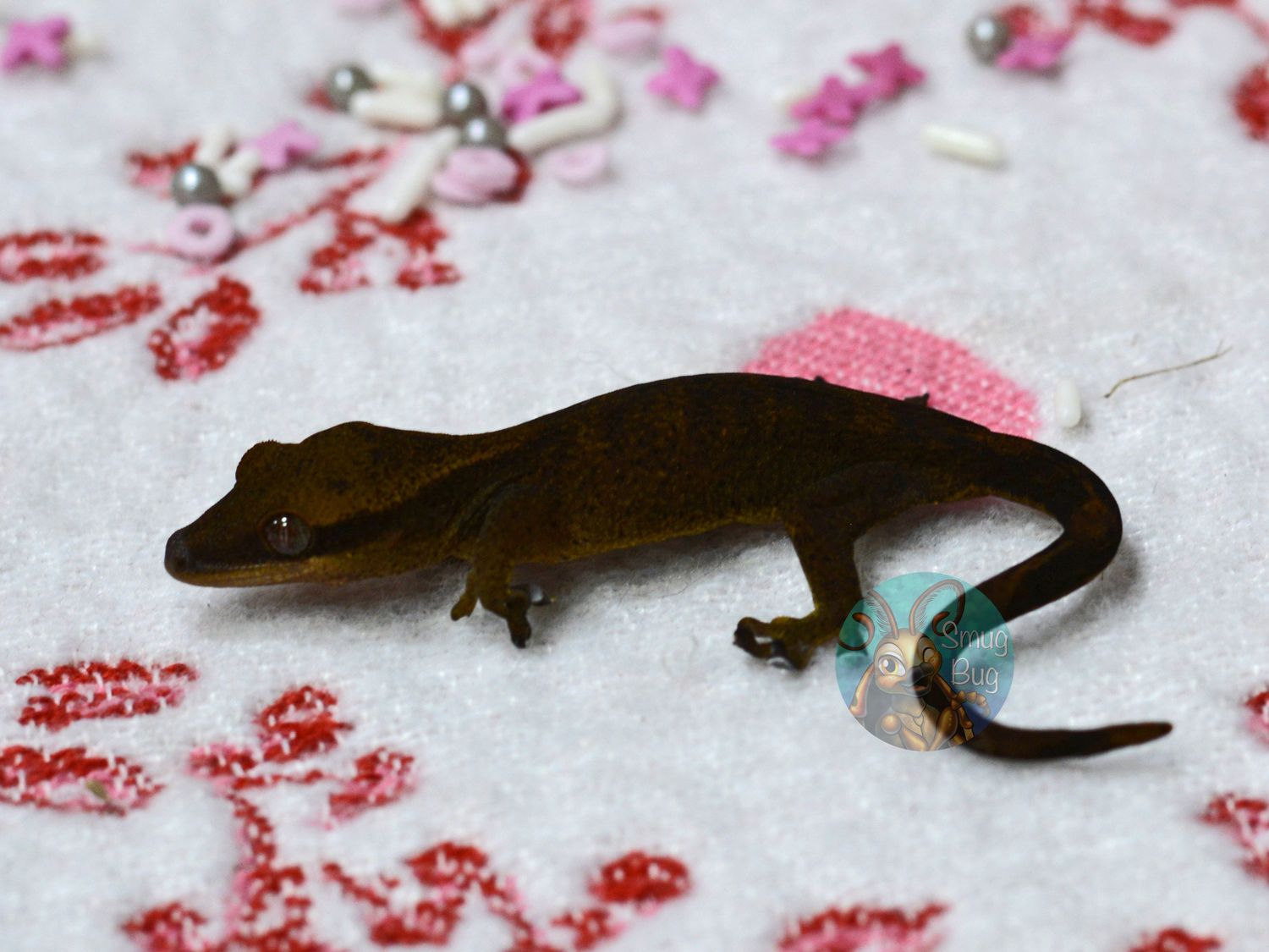 "Hoatzin" Possible Female Dark Patternless Pure Sarasinorum Gecko