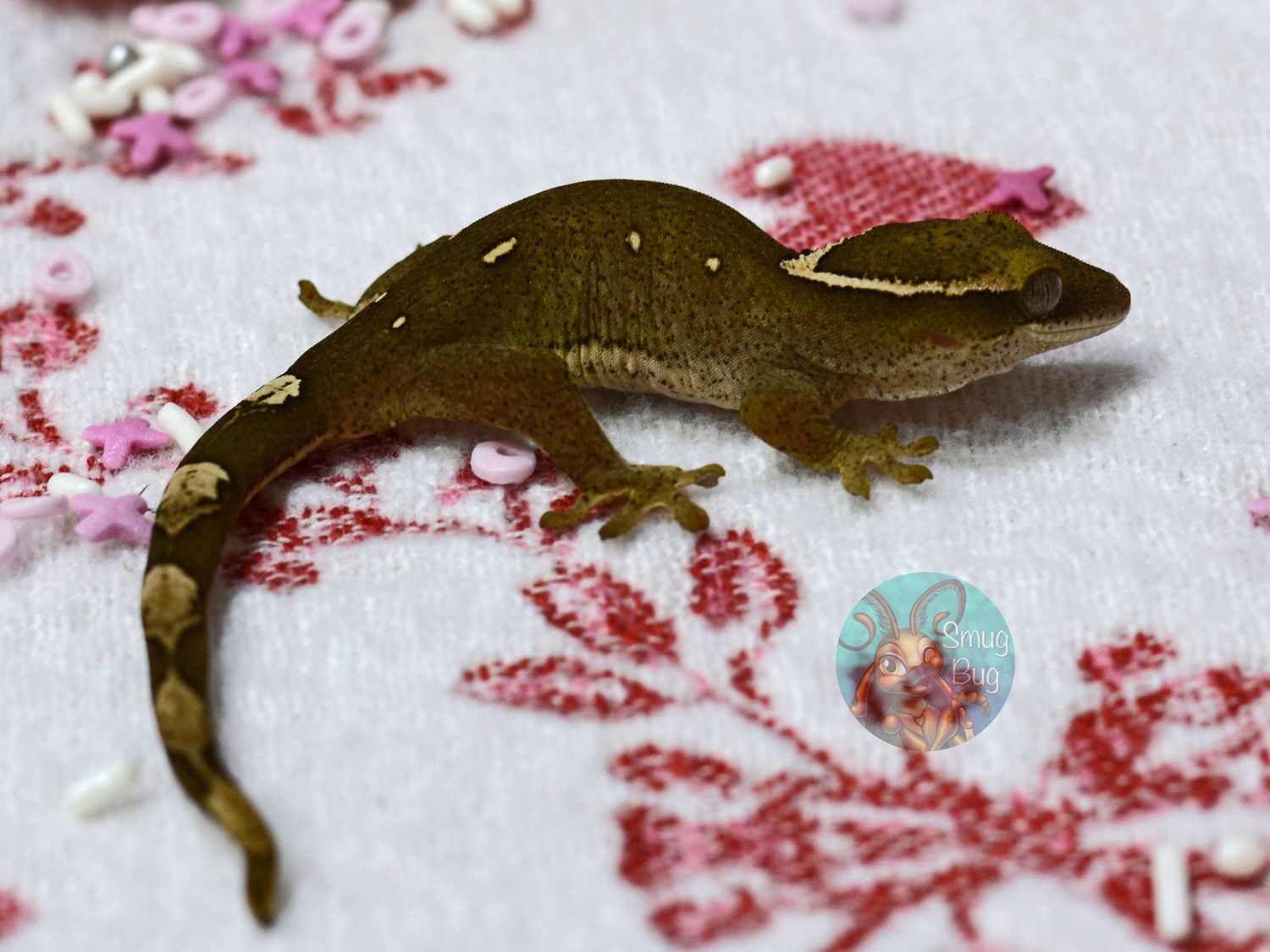 "I'iwi" White Collar 10 Spot Probable Female Pure Sarasinorum