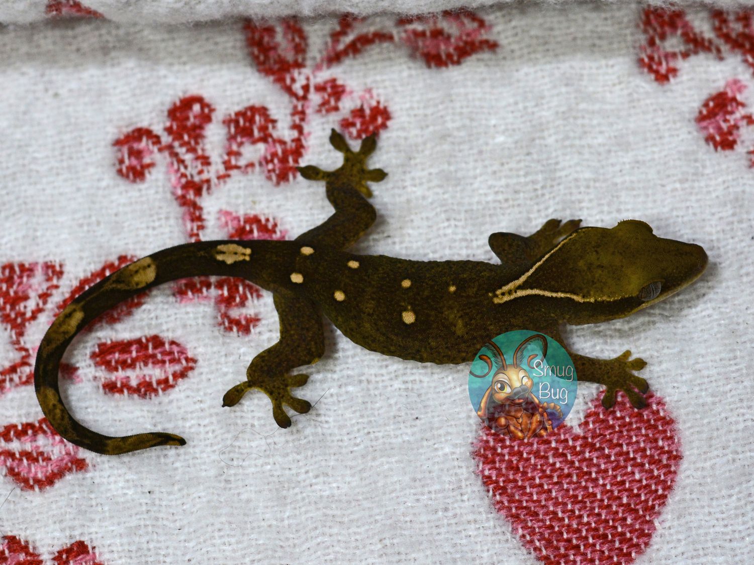 "Kakapo" White Collar 7 Spot Possible Female Pure Sarasinorum Gecko