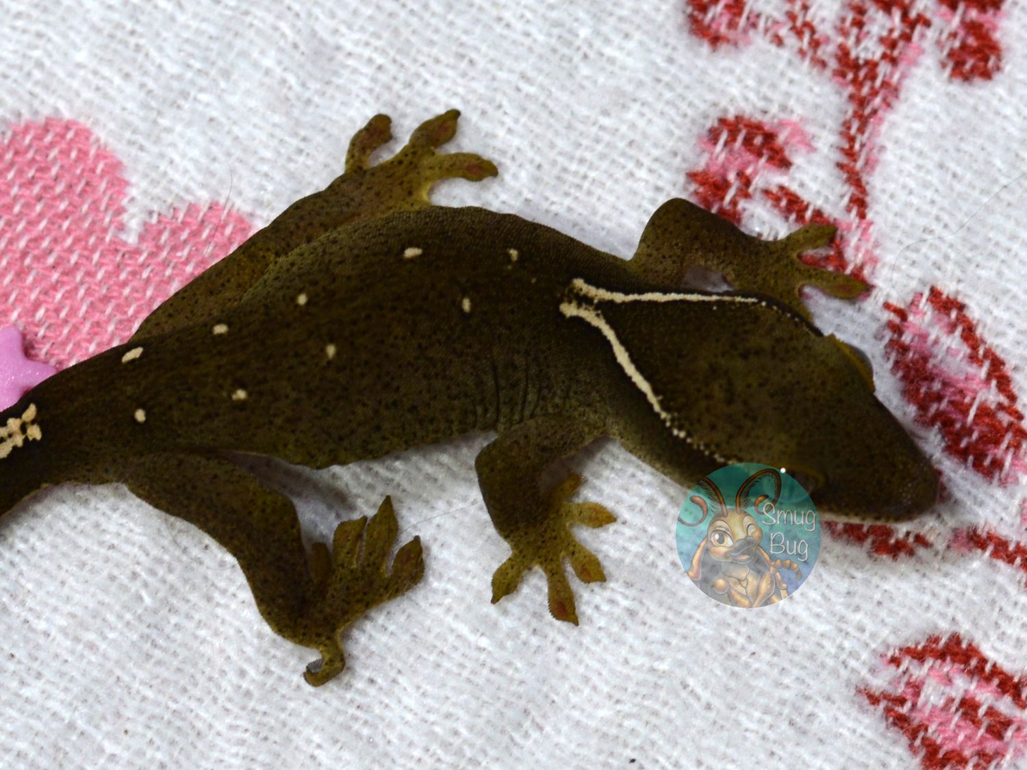 "Rainbow Lorikeet" White Collar 9 Spot Probable Male Pure Sarasinorum Gecko