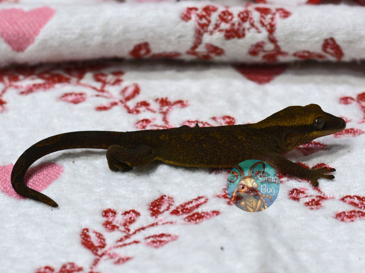 "Scarlet Honeyeater" Dark Patternless Probable Female Pure Sarasinorum Gecko