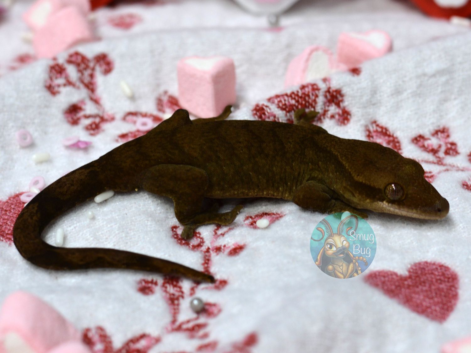 "White Breasted Nuthatch" 83.5/12.5% Sarasinorum/Crested HYBRID patternless Subadult Male