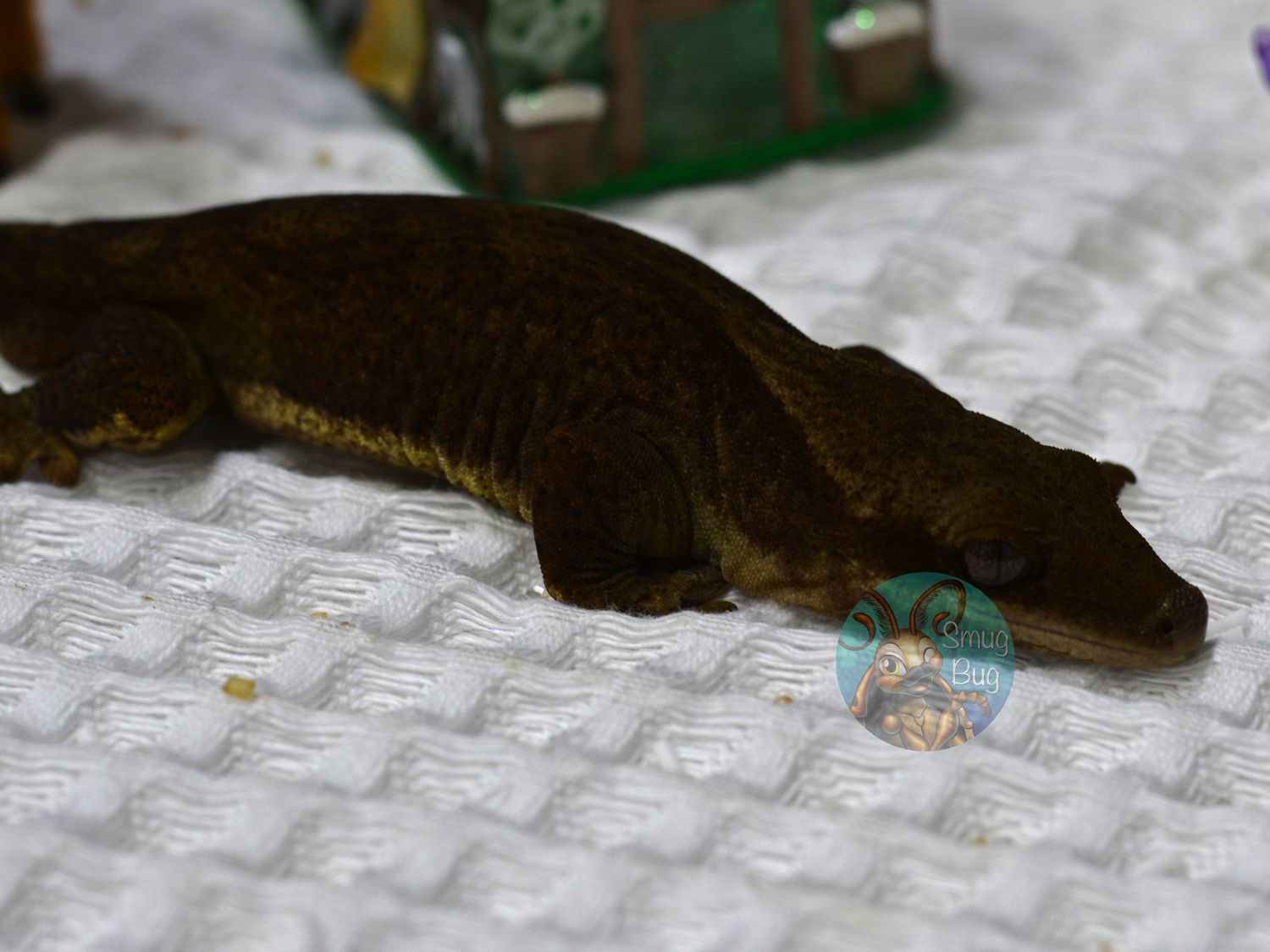 "Grover" Dark Patternless Adult Proven Male Pure Sarasinorum Gecko