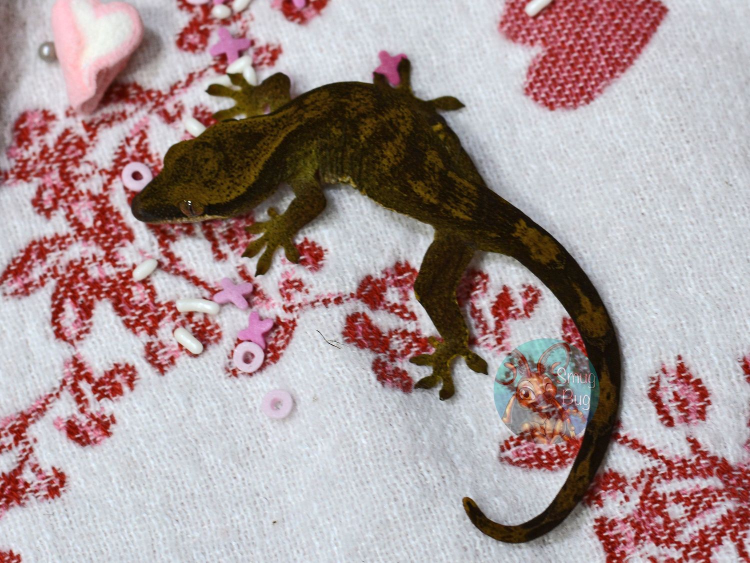 "Hottentot Buttonquail" Blonde possible female pure sarasinorum gecko