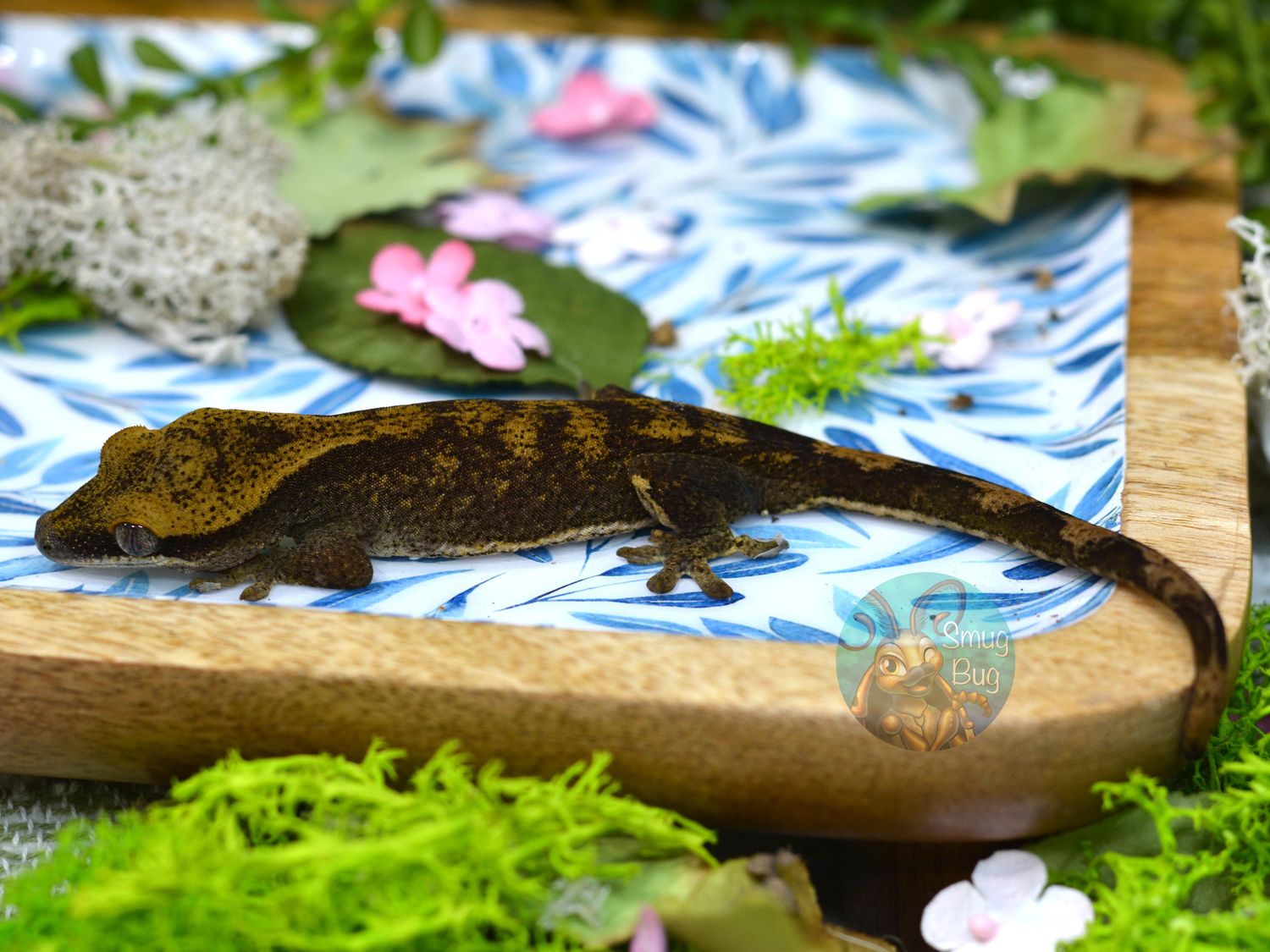 "Hottentot Buttonquail" Blonde probable female pure sarasinorum gecko