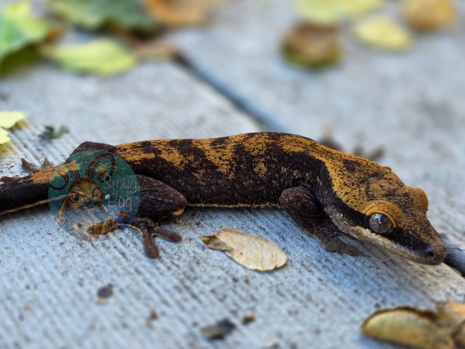 "Hottentot Buttonquail" Blonde male pure sarasinorum gecko