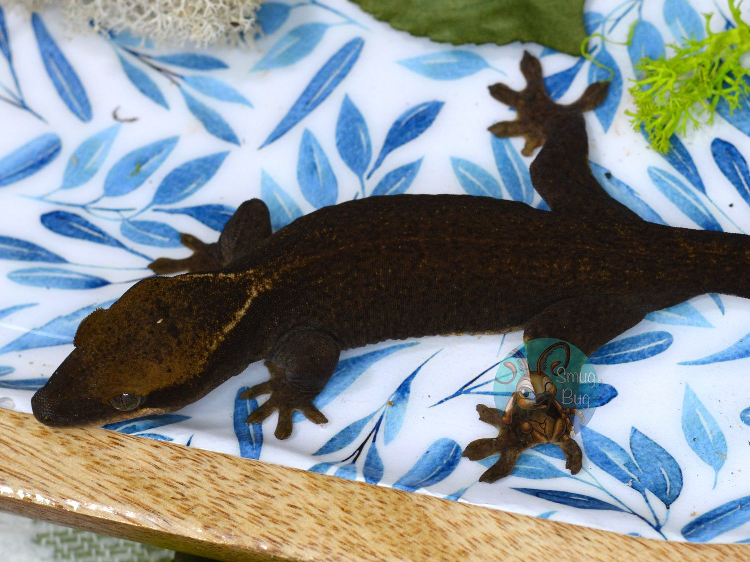 "Mourning Dove" Faint White Collar DARK Juvenile female Pure Sarasinorum Gecko