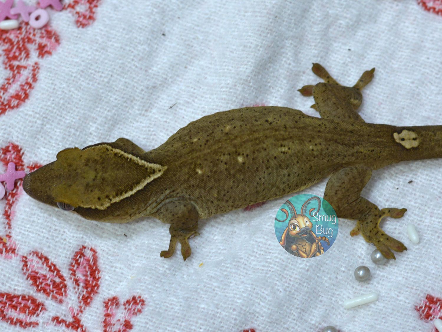 "Yellow Bellied Sap Sucker" White Collar Faint Spotted Subadult Female Pure Sarasinorum Gecko