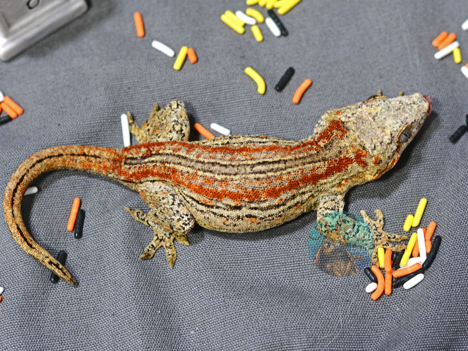 "A Devoted Beast" Red Striped Adult Female Gargoyle Gecko