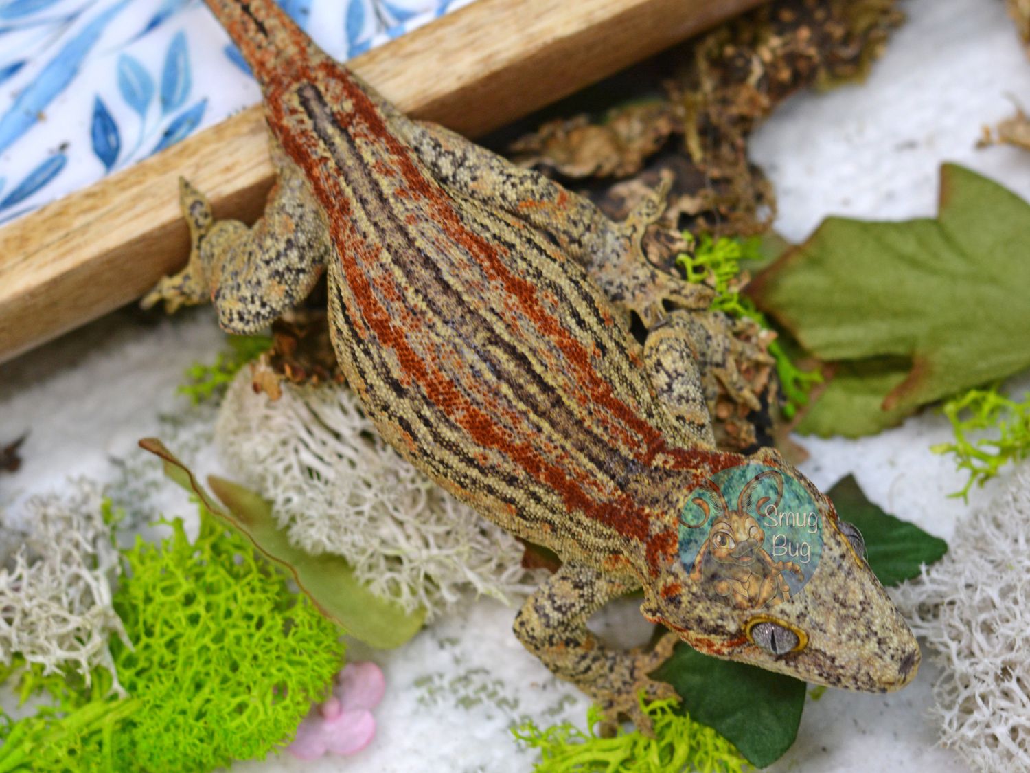 "A Devoted Beast" Red Striped Adult Female Gargoyle Gecko