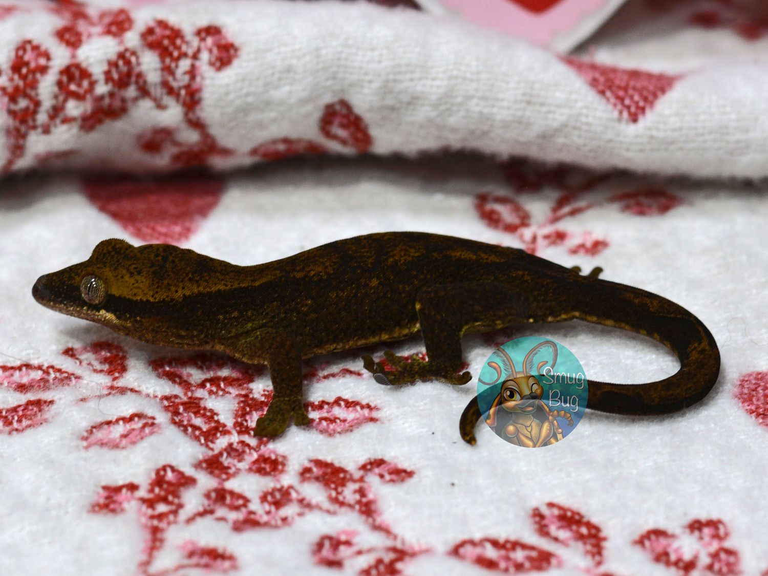 "Dickcissel" Standard patternless possible female pure sarasinorum gecko