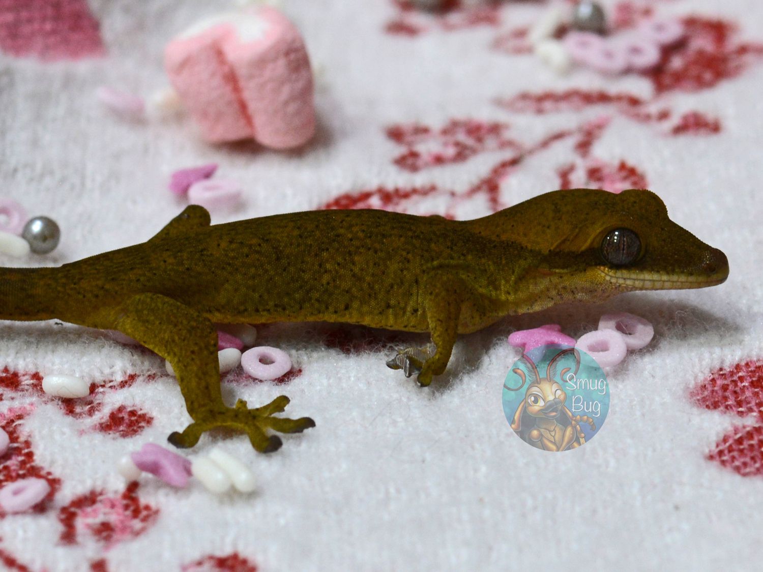 "Emerald Dove" Blonde Line Possible Female Pure Sarasinorum Gecko