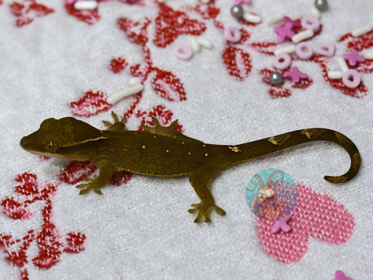 "Flame Robin" Pure Sarasinorum 8 Spot White Collar Possible Female Gecko