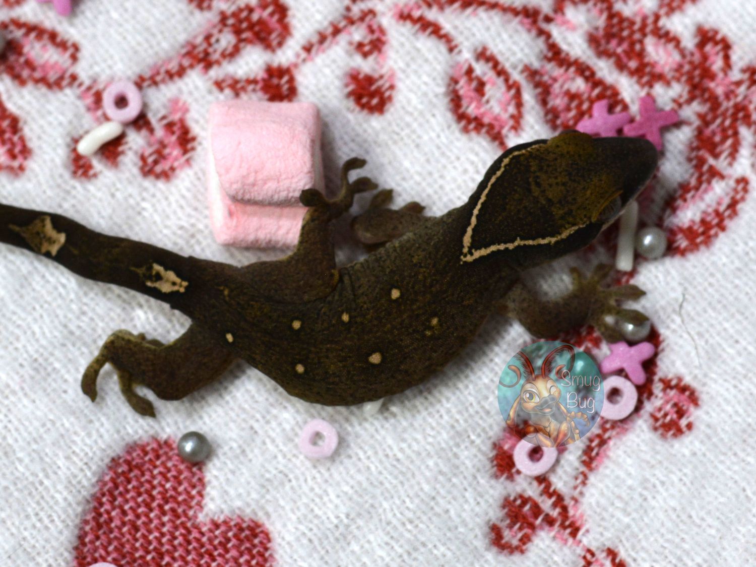 "Lark Bunting" White Collar 7 Spot Probable Female Pure Sarasinorum Gecko