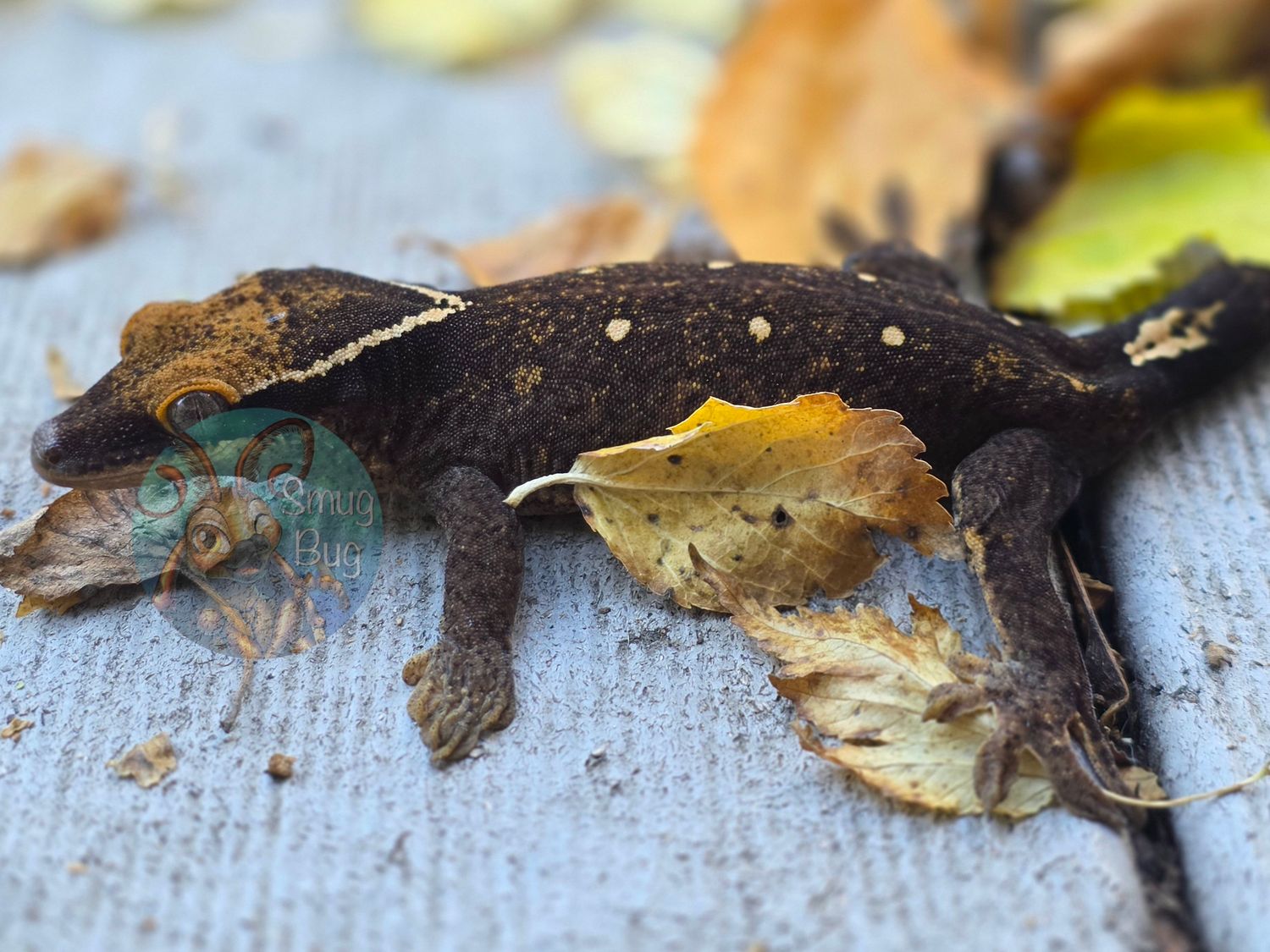"Lark Bunting" White Collar 7 Spot Probable Female Pure Sarasinorum Gecko