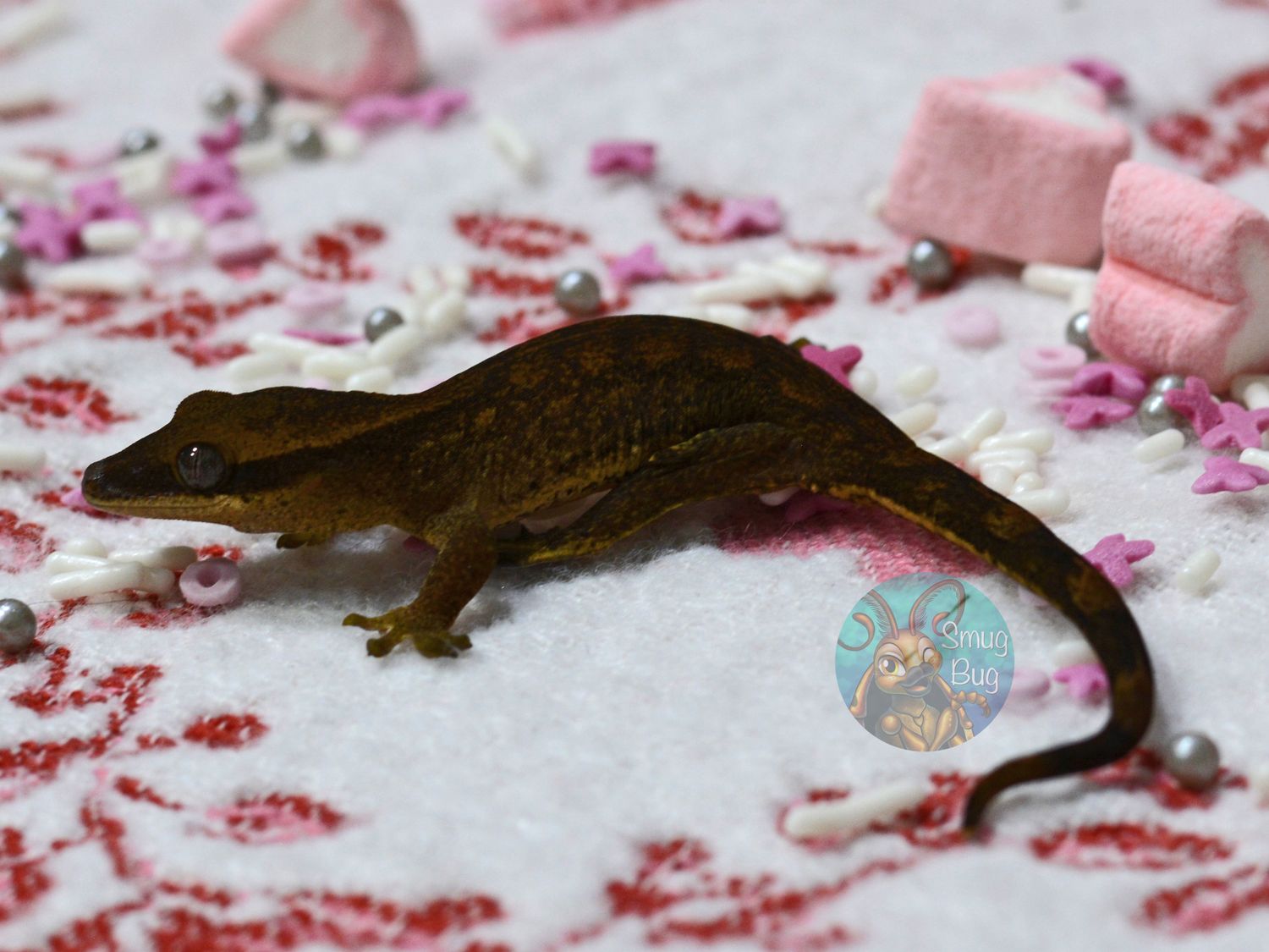 "Satanic Nightjar" Standard Patternless Possible Female Pure Sarasinorum Gecko