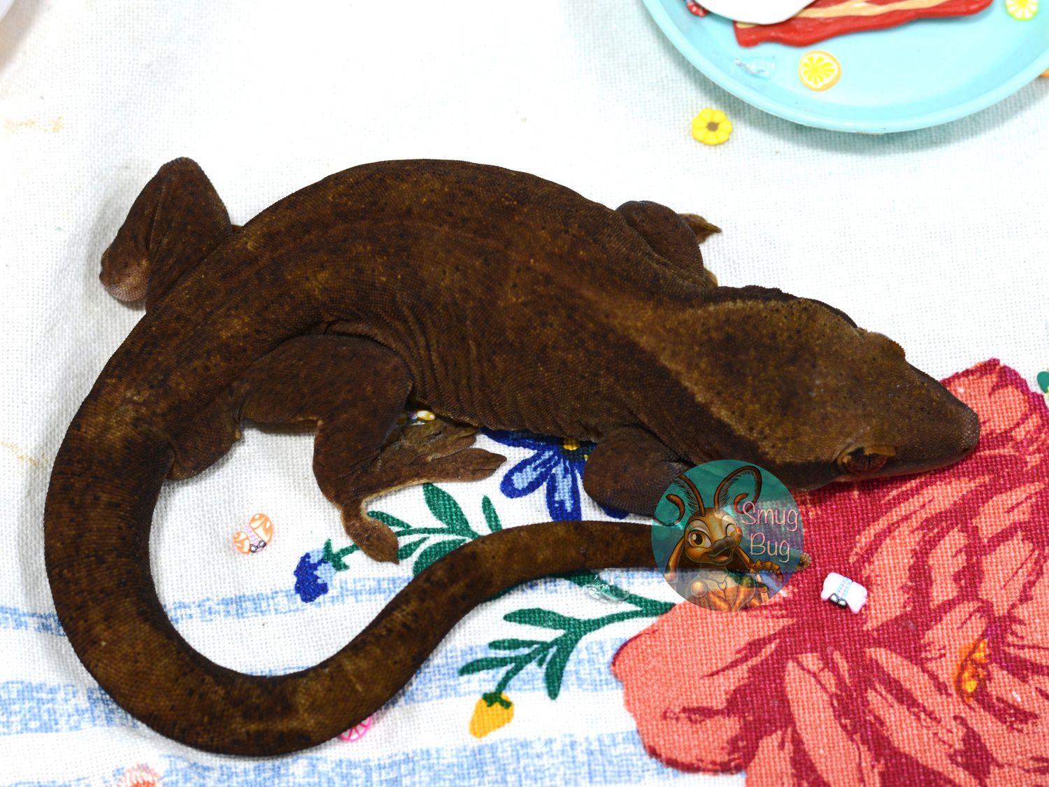 "Trope on a Rope" Standard Patternless Proven Adult Male Sarasinorum Gecko