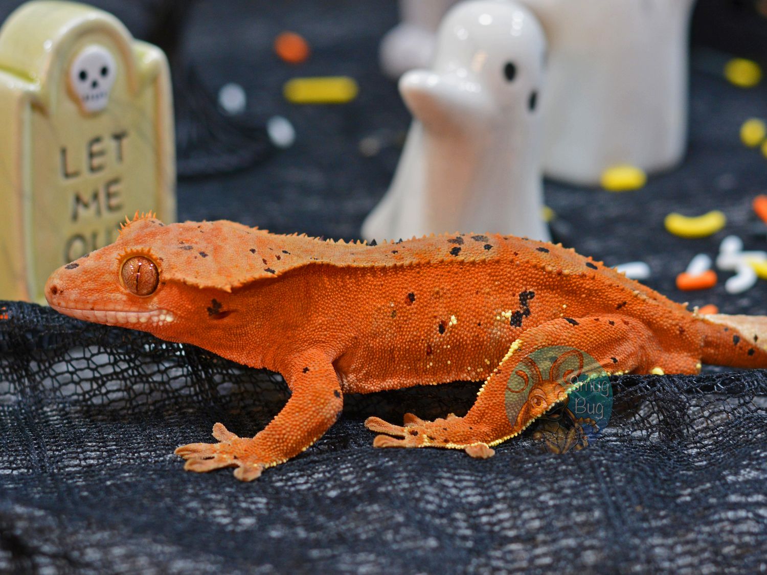 "Ice Breaker" Subadult Male Red Phantom Dalmatian Crested Gecko