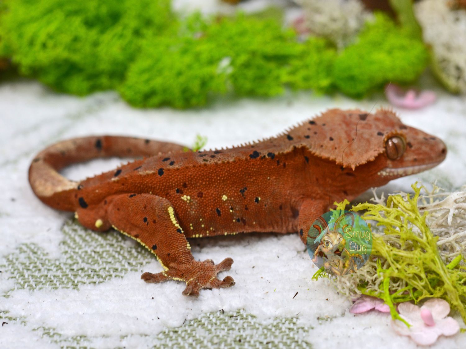 "Ice Breaker" Adult Male Red Phantom Dalmatian Crested Gecko