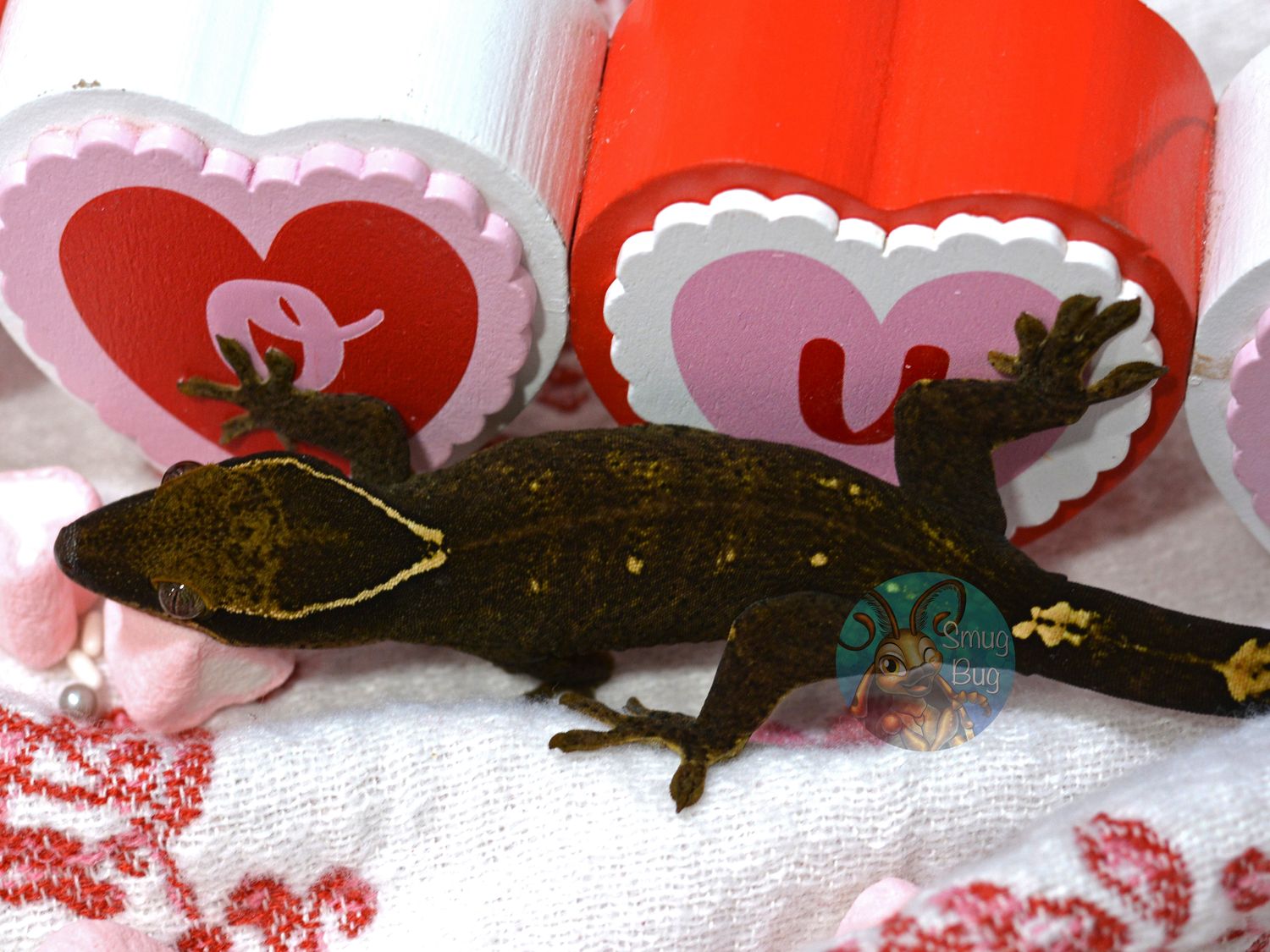 "Tufted Titmouse" White Collar 8 Spot Subadult Female Pure Sarasinorum Gecko