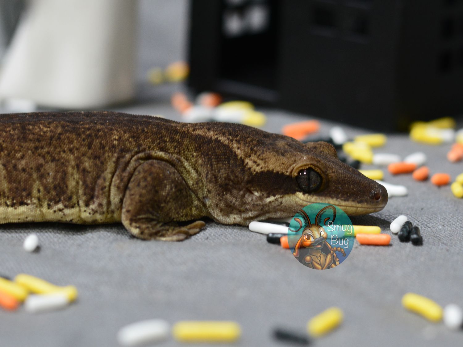 "Uck It List" Adult Male Patternless Pure Sarasinorum Gecko