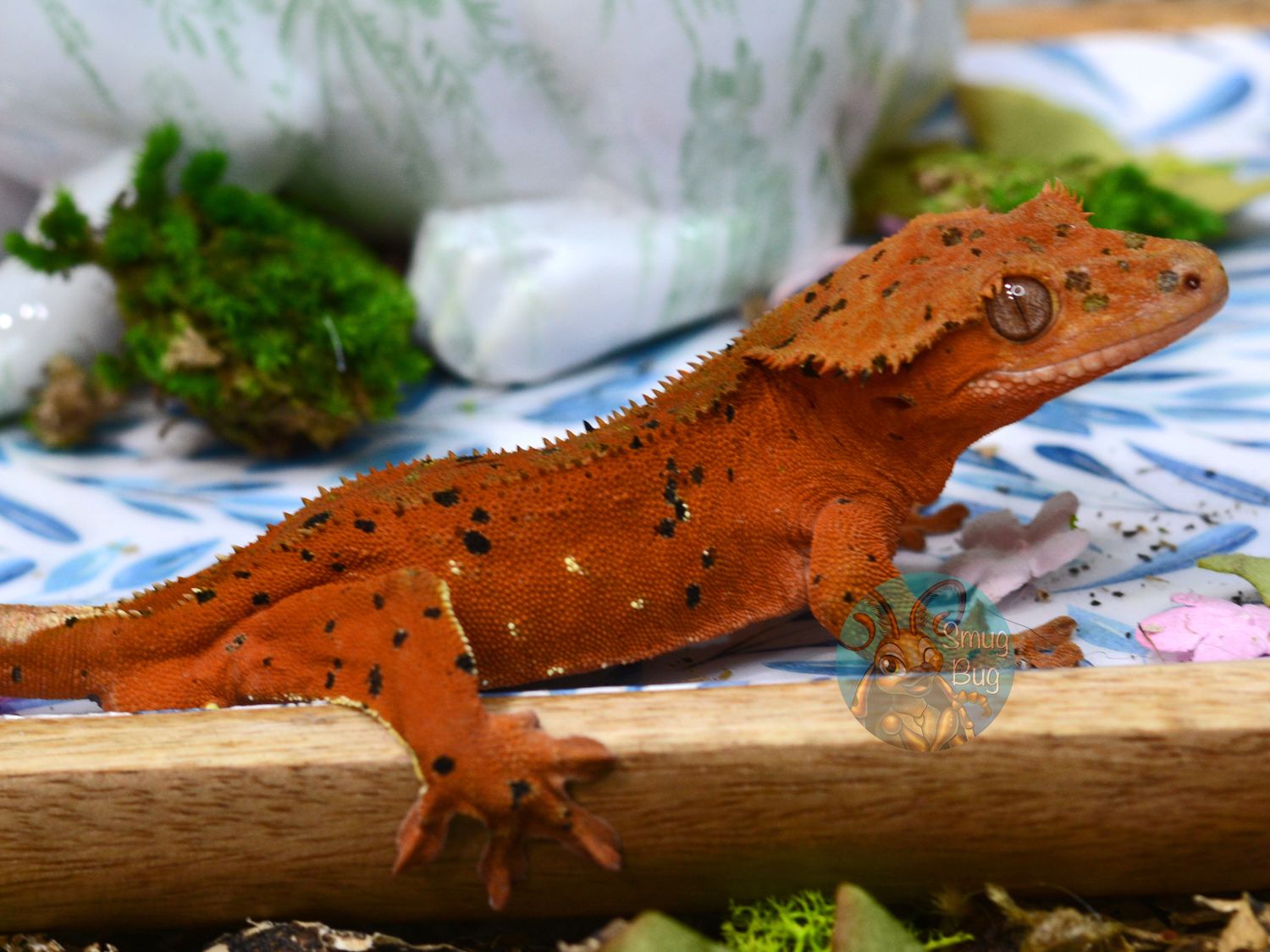 "Blindsided" Subadult Male Red Phantom Dalmatian Crested Gecko