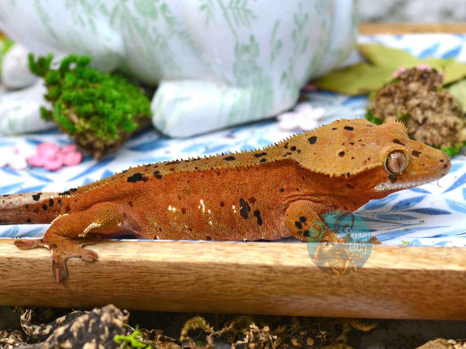 "Enemies to Lovers" Adult Male Red based dalmatian crested gecko