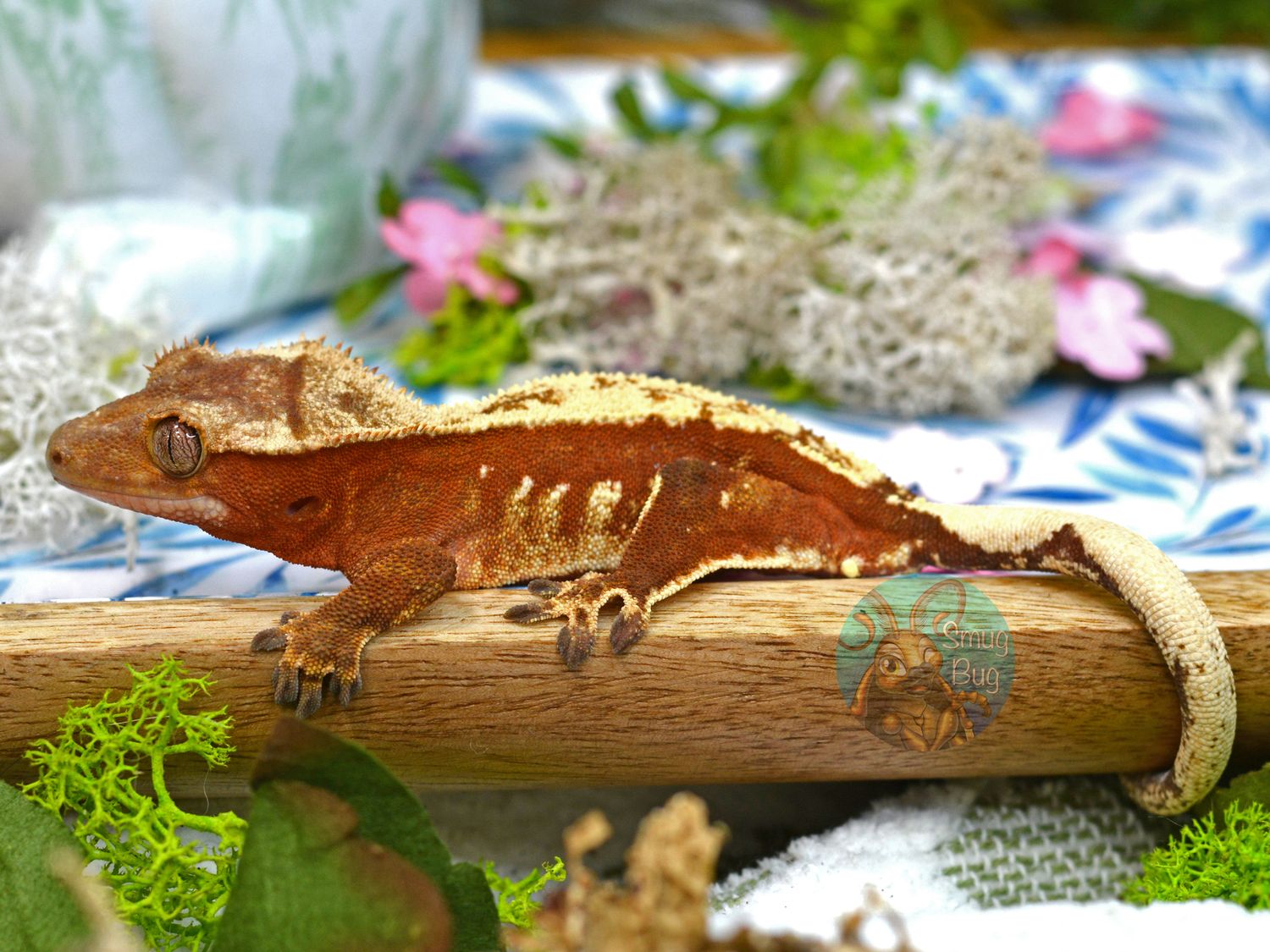 "American Goldfinch" Red based Harlequin brindle juvenile male Crested Gecko