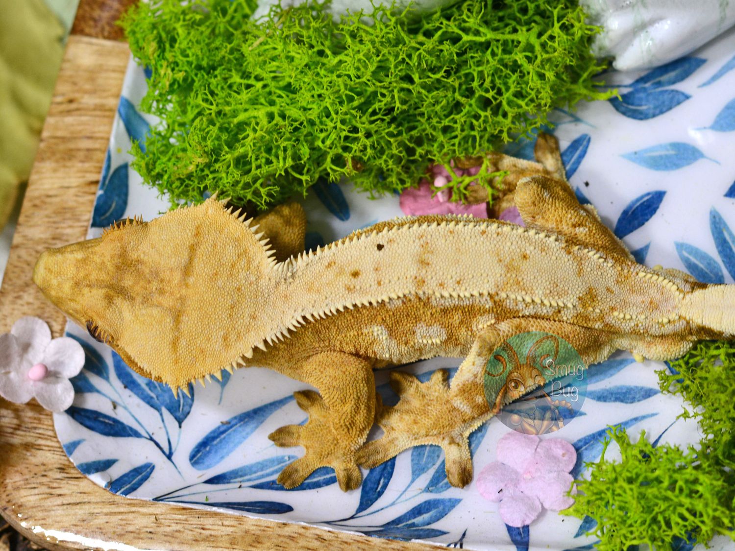 "Ice Breaker" Adult Male Red Phantom Dalmatian Crested Gecko