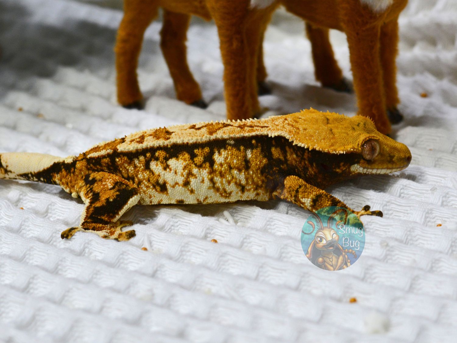 "Balls" Adult female dark based tricolor creamy harlequin crested gecko