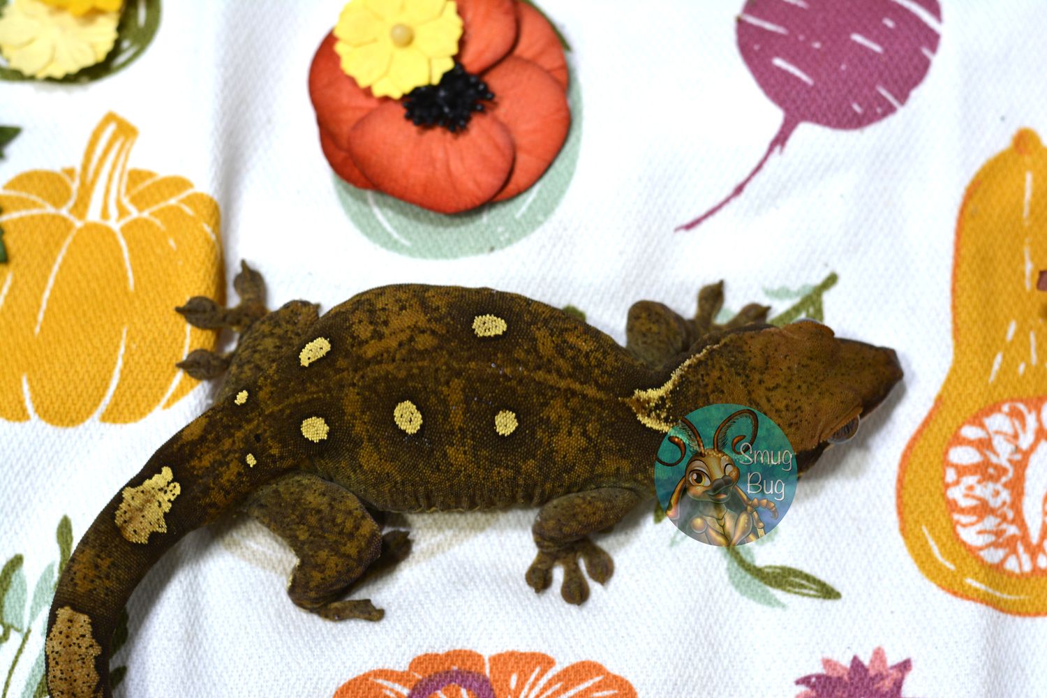 "Beverly" Adult proven female 7 spot while collar sarasinorum gecko