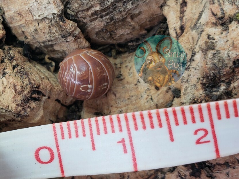 Armadillidium vulgare "Punta cana" AFTER SHOW SALE
