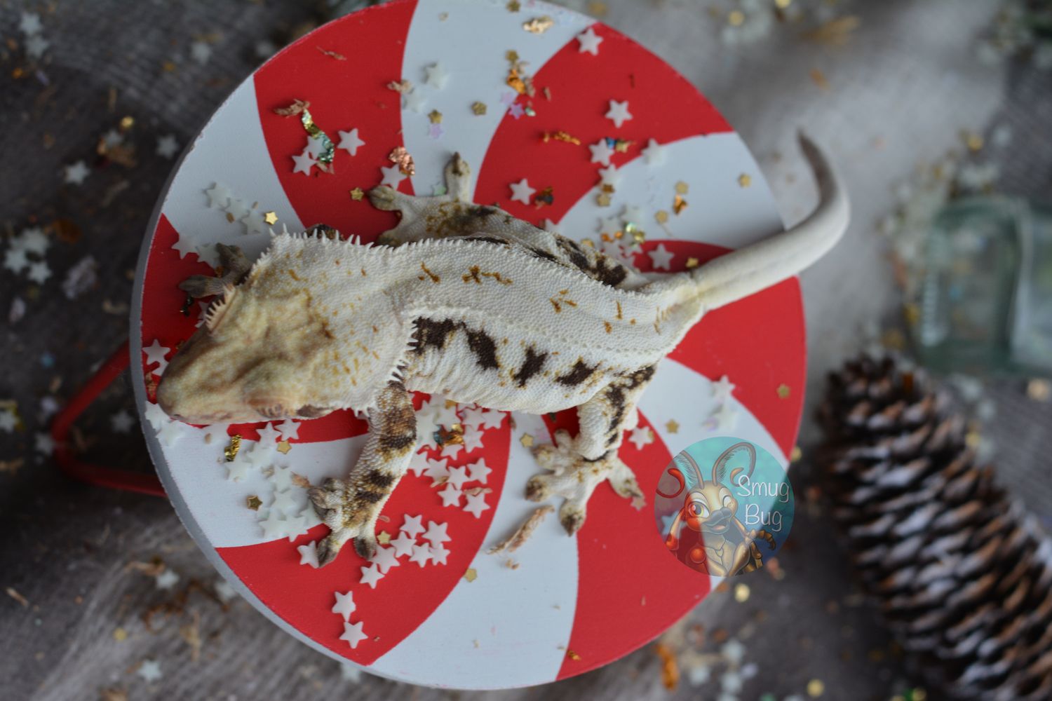 "Divinity" Adult Proven Female White Wall Harlequin Dark Based Lily White Crested Gecko