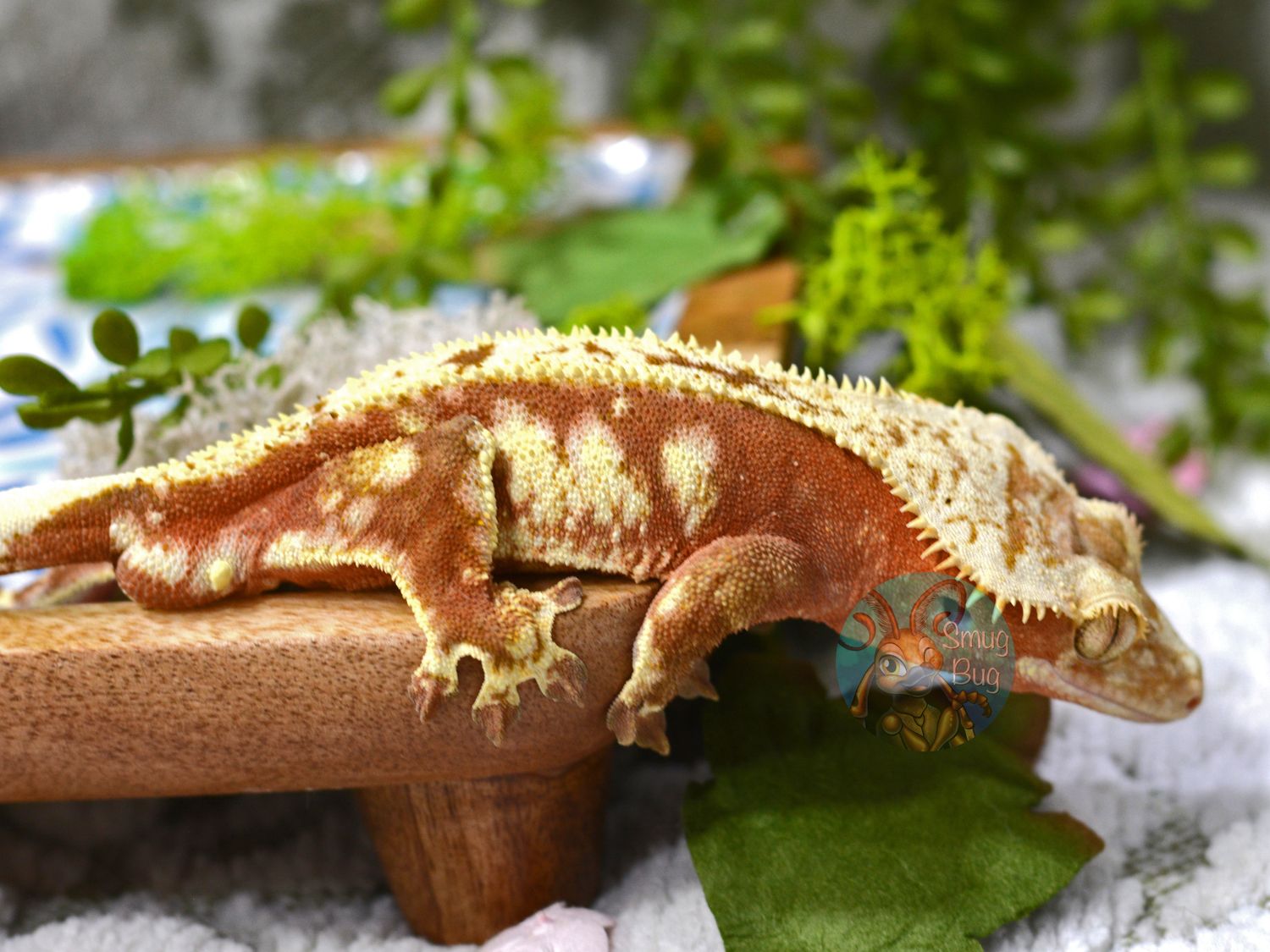 "Pedro Pascal" Adult Proven Male Red based Cream Harlequin Crested Gecko