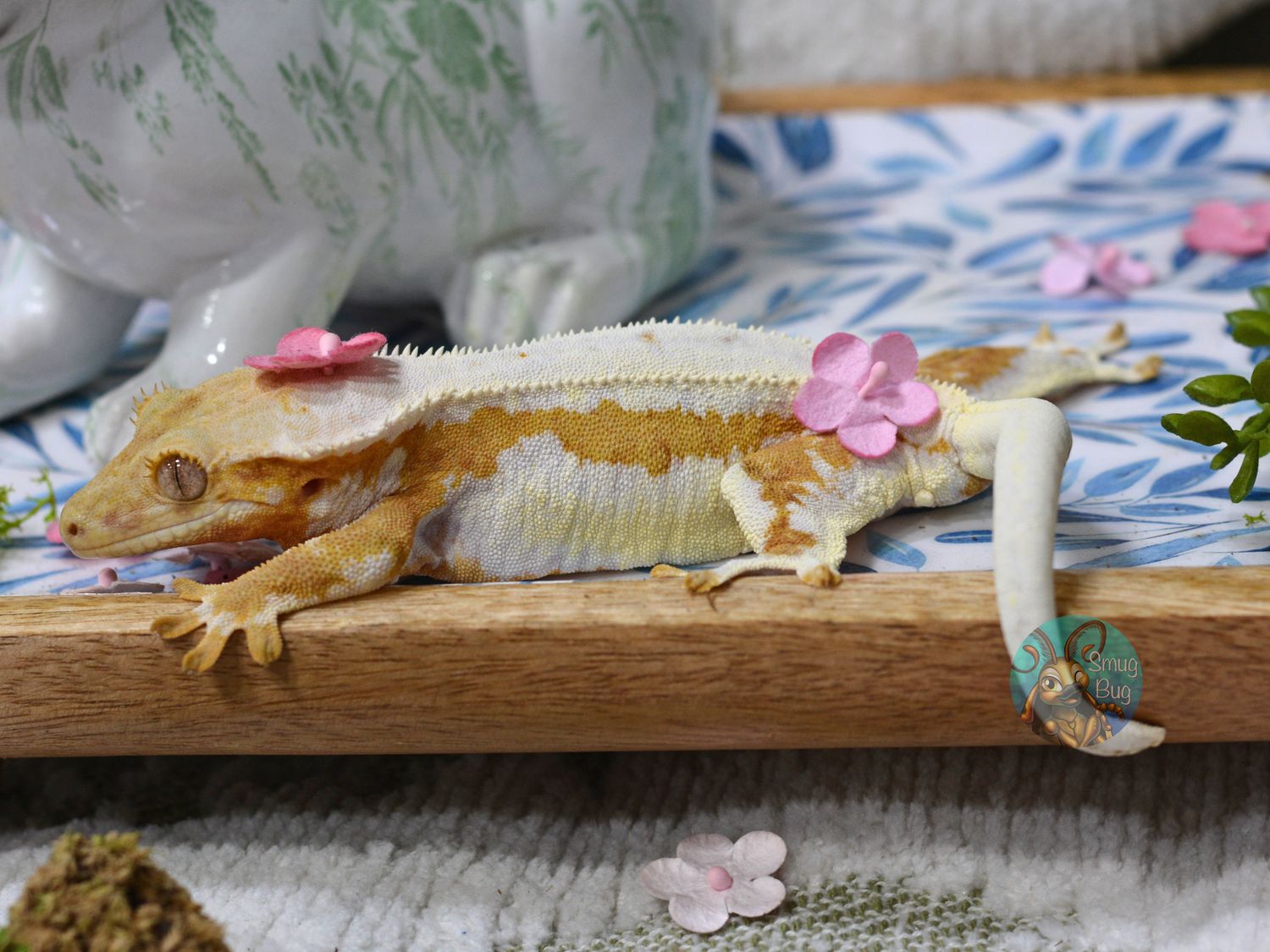 "I Am Groot" Adult Proven Female Orange Based Quad Stripe Lilly Soft Scale Crested Gecko