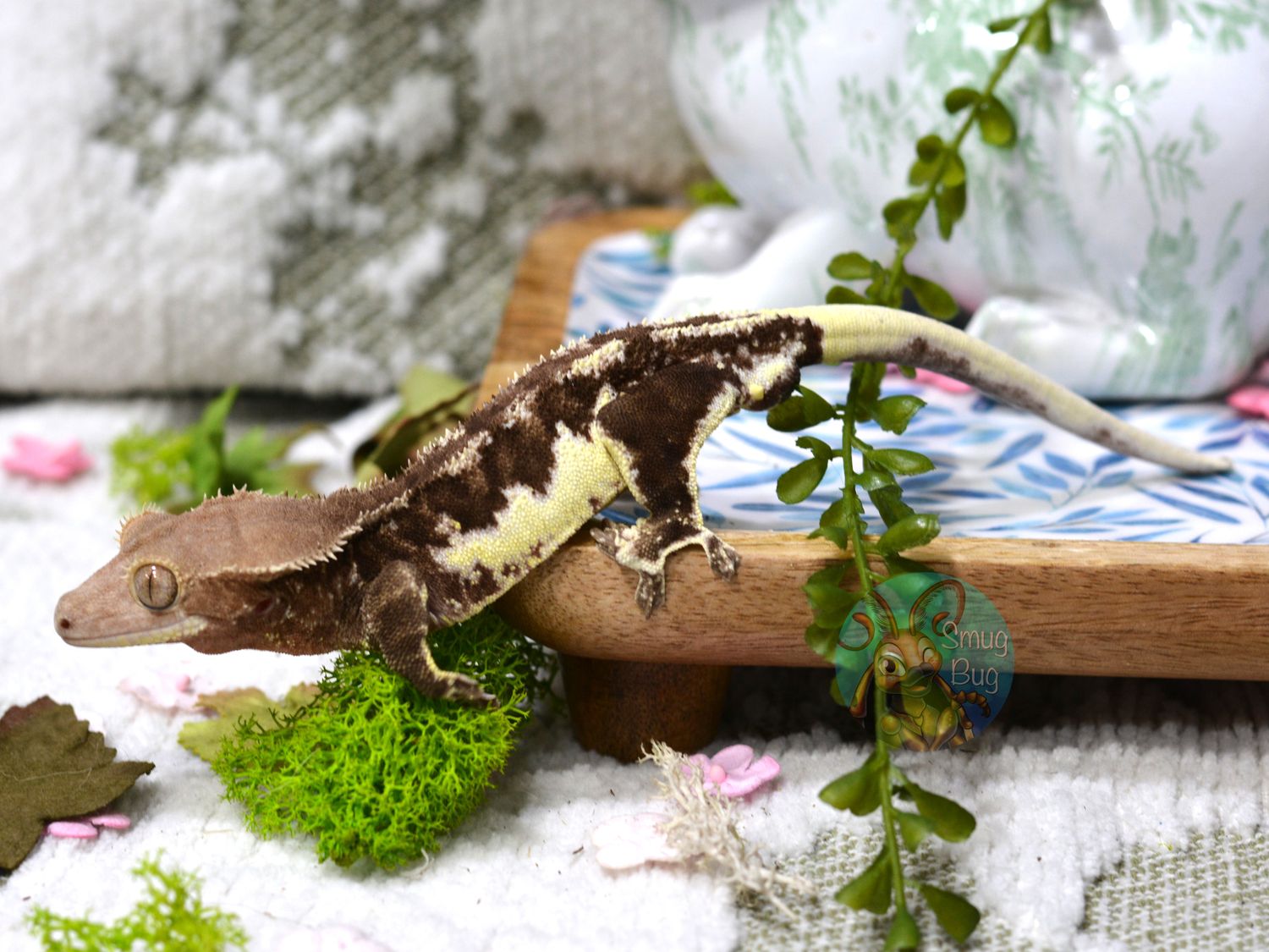 "Ebony Milk" Adult Proven Male Lilly White Dark Based Harlequin Crested Gecko