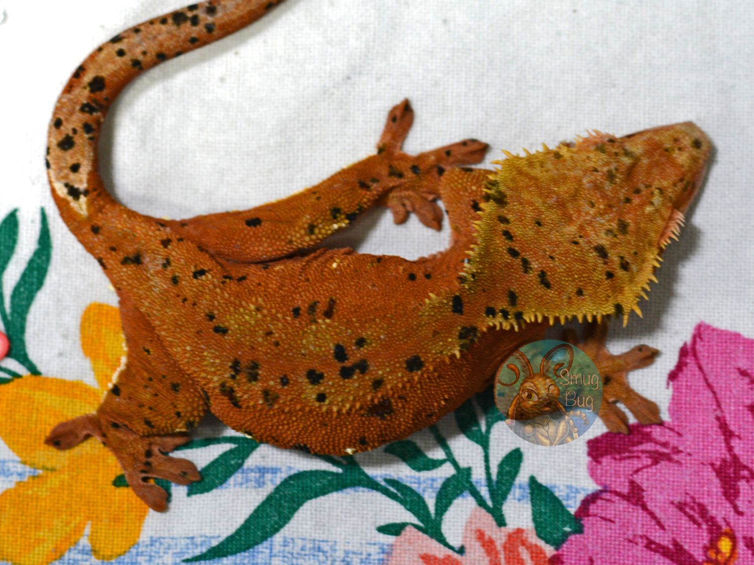 "Wolf Spider" Proven Female Red Based Dalmatian Soft Scale Crested Gecko