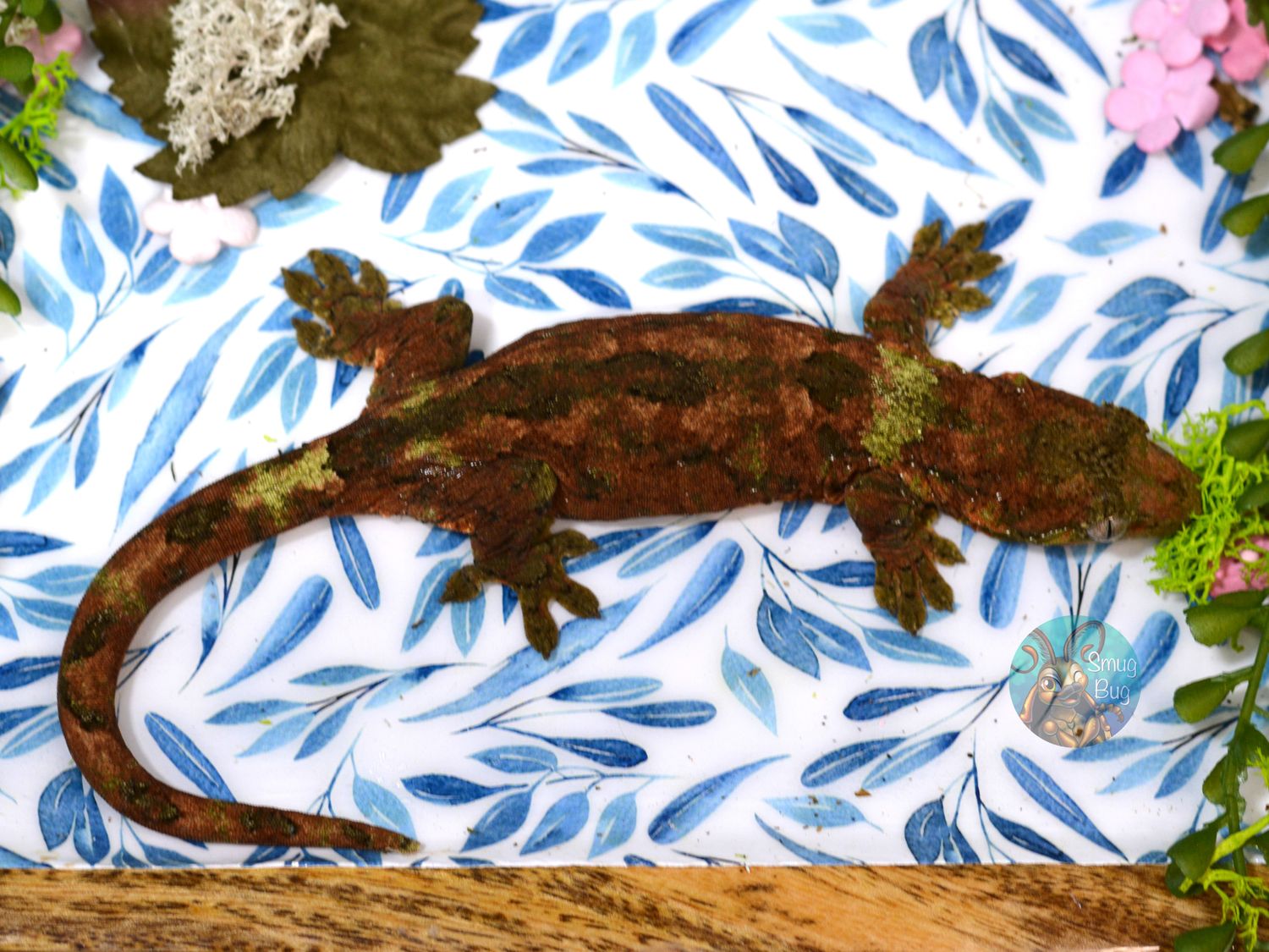 "Star Wars" Subadult female high red mainland chahoua gecko