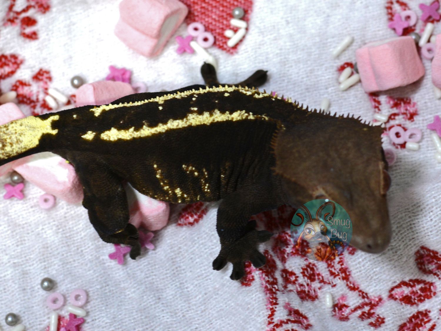 "Abducted by Aliens" Adult Proven Female Cappuccino Harlequin Partial Pinstripe Crested Gecko