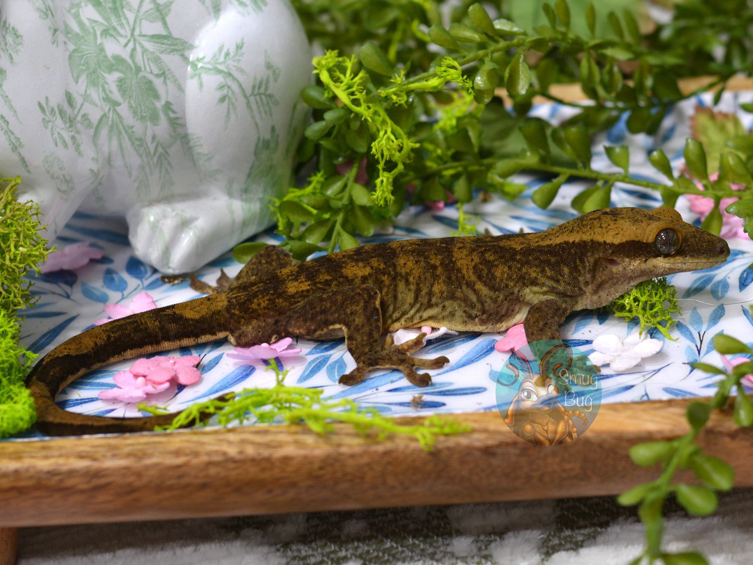 "Husbando" Blonde Line Adult Male Sarasinorum Gecko