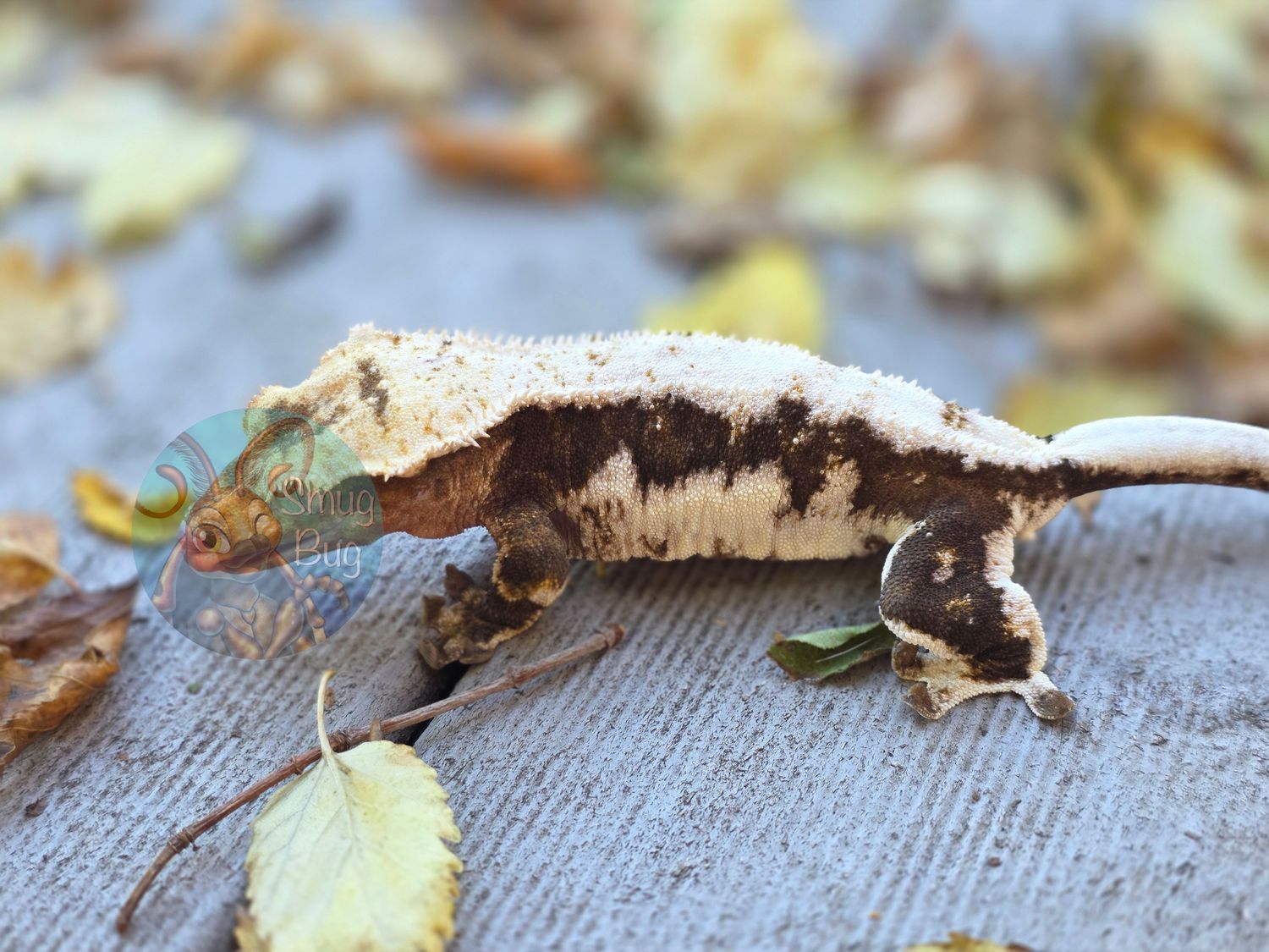 "Moon Rocks" Dark Based Lilly White Harlequin Proven Adult Female Crested Gecko
