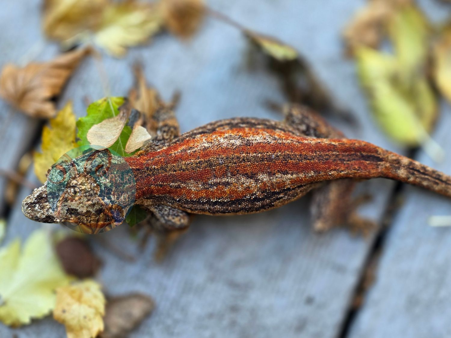 "Cilantro" Red and Orange Striped Proven Female Gargoyle Gecko