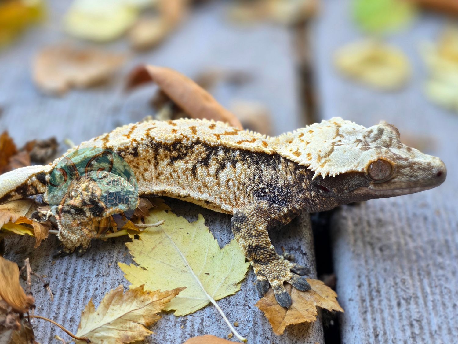 "Concerned Citizen" Dark Based White Wall Harlequin Juvenile Male Crested Gecko