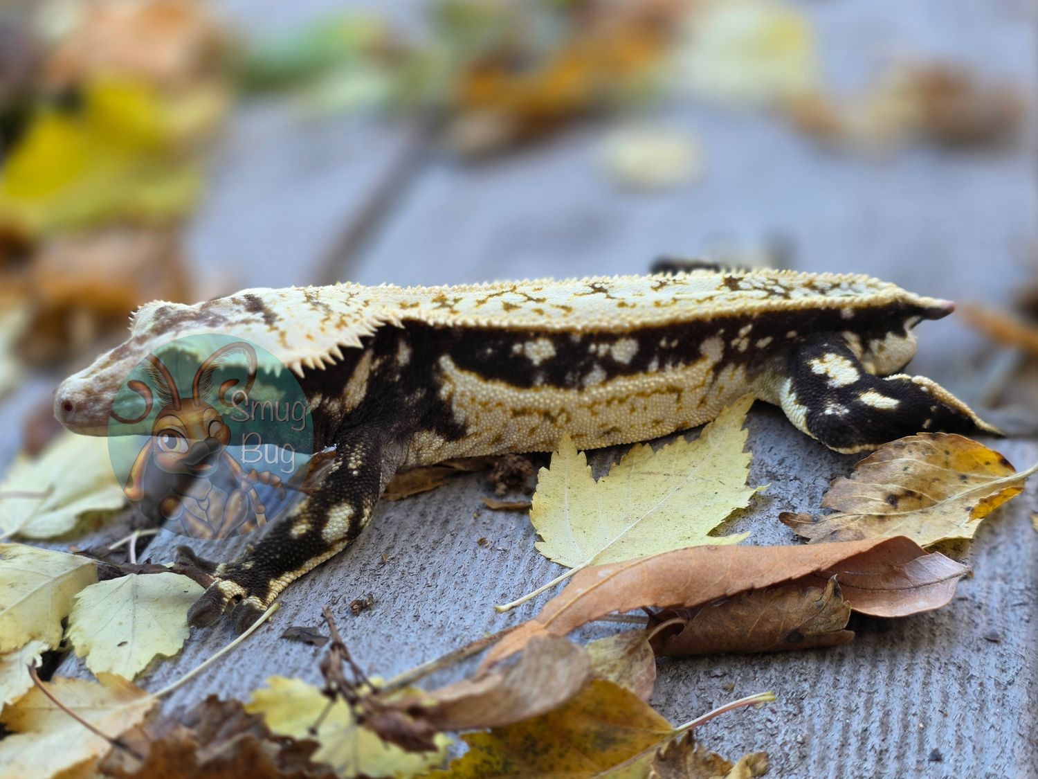 "Pop Quiz" DARK Based Quad Pinstripe Proven Male Crested Gecko