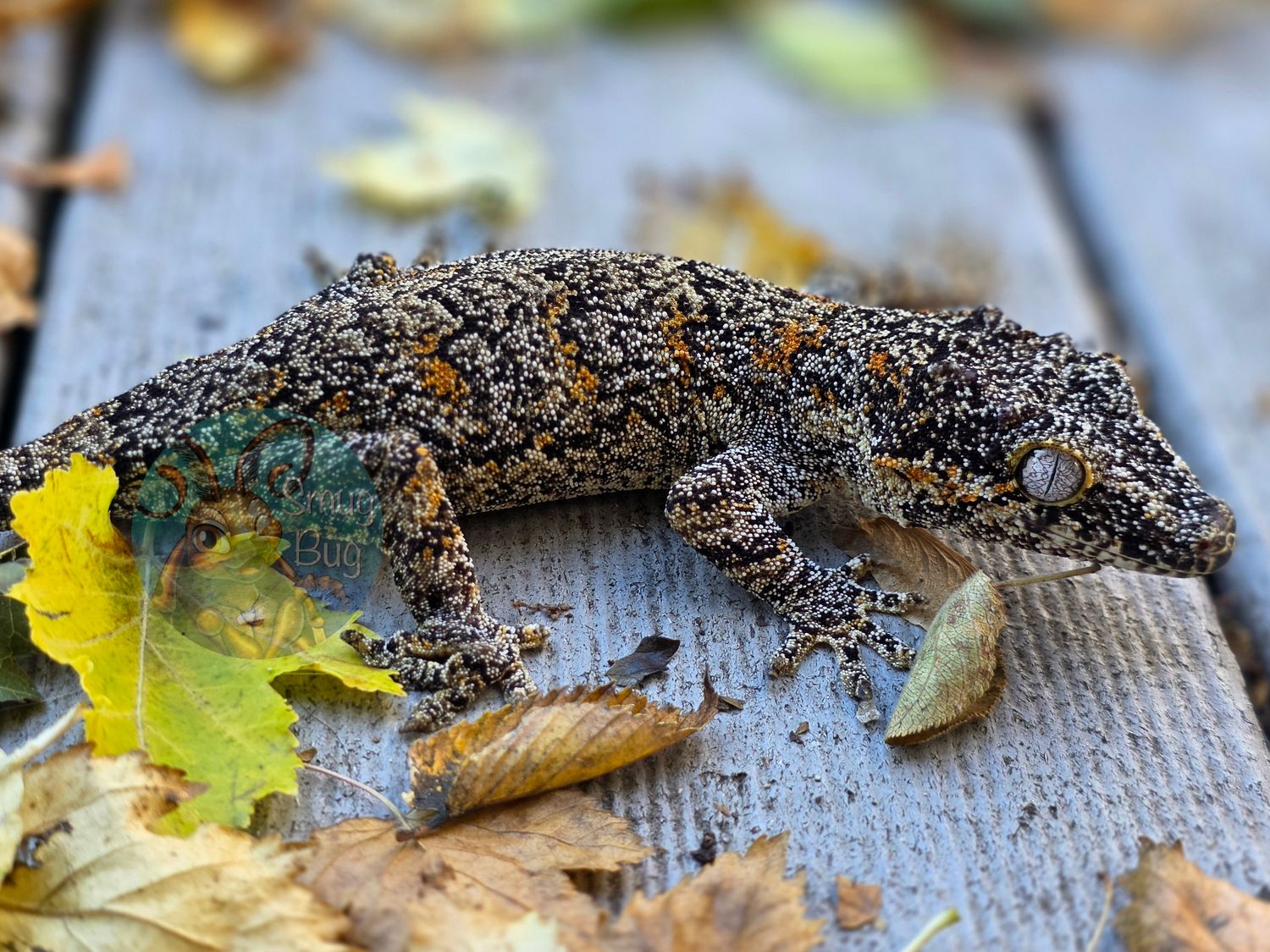 "Headstone" Orange Blotch Reticulated Proven Female Gargoyle Gecko