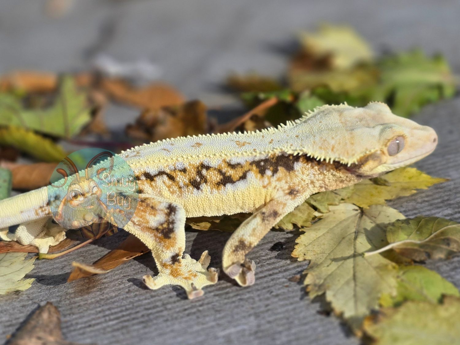 "Mount Olympus" Dark based tricolor harlequin lilly white adult male crested gecko