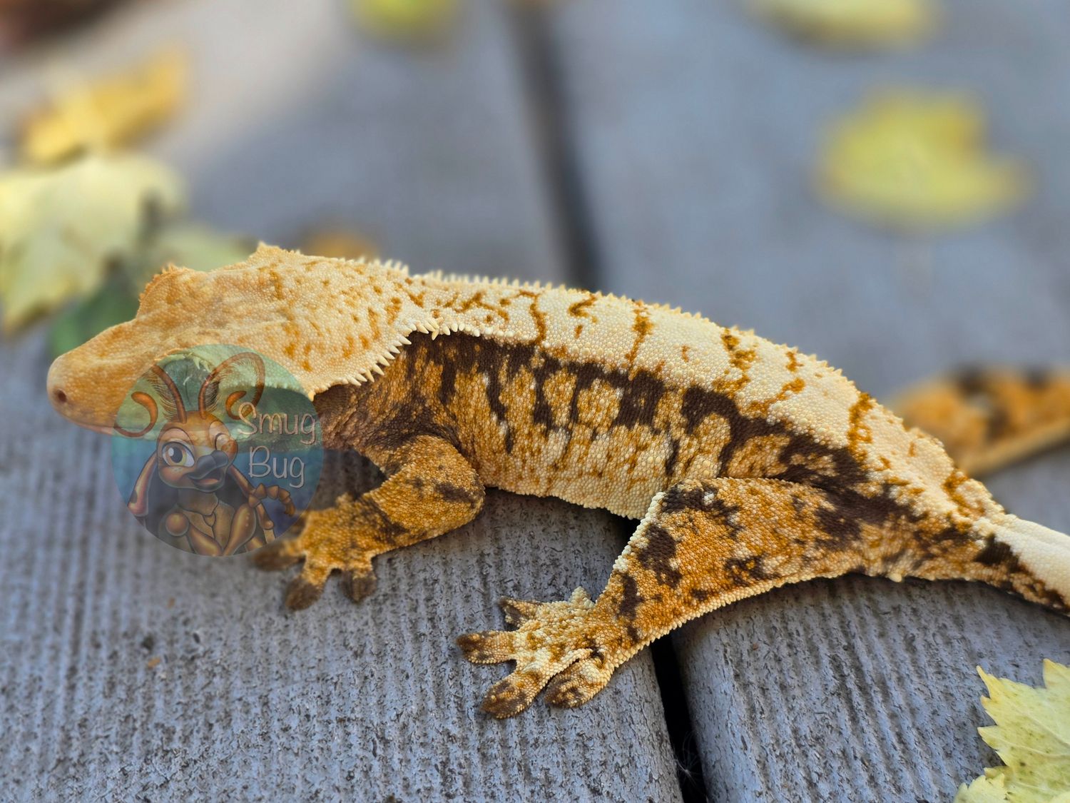 "Revenge of Healer" Dark based tricolor Portholes Harlequin RTB Female Crested Gecko