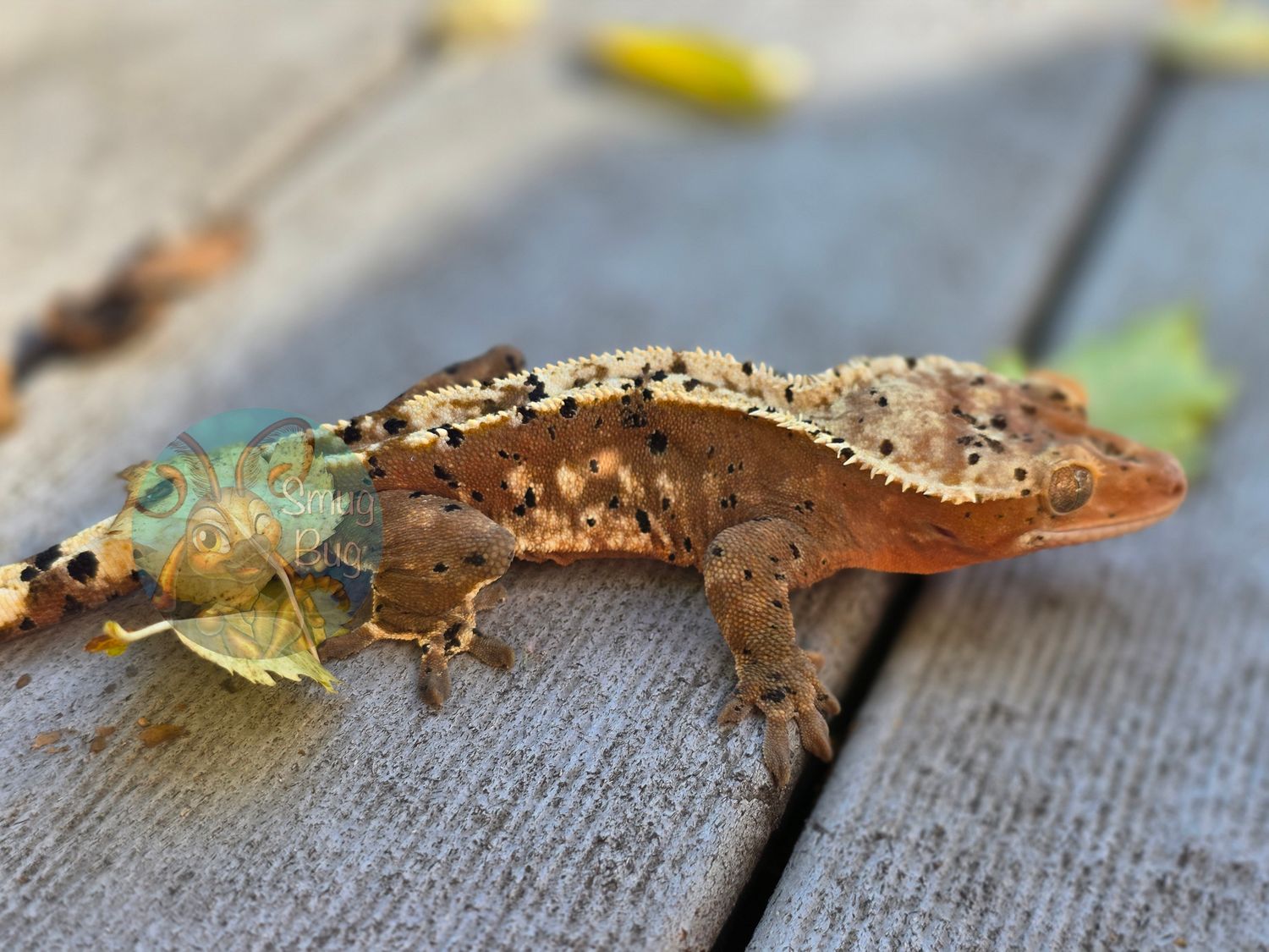 "Himothy" Red based harlequin dalmatian proven male crested gecko