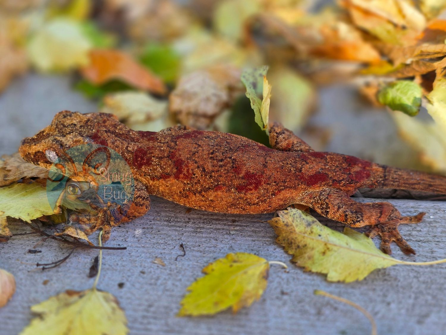 "Lost in the Sauce", Red Base Red Blotch Reticulated Proven Male Gargoyle Gecko